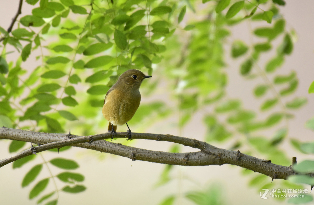 鸟们该去南方了，还没能拍到一张满意的鸟片。