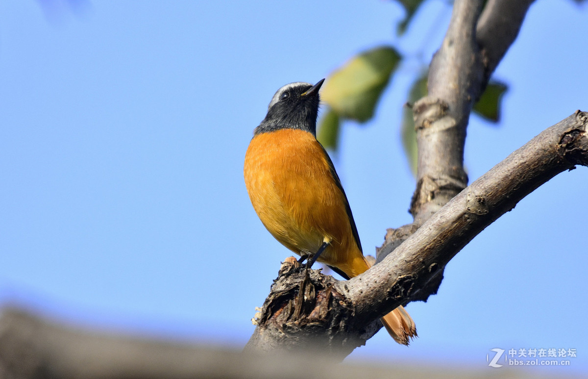鸟们该去南方了，还没能拍到一张满意的鸟片。