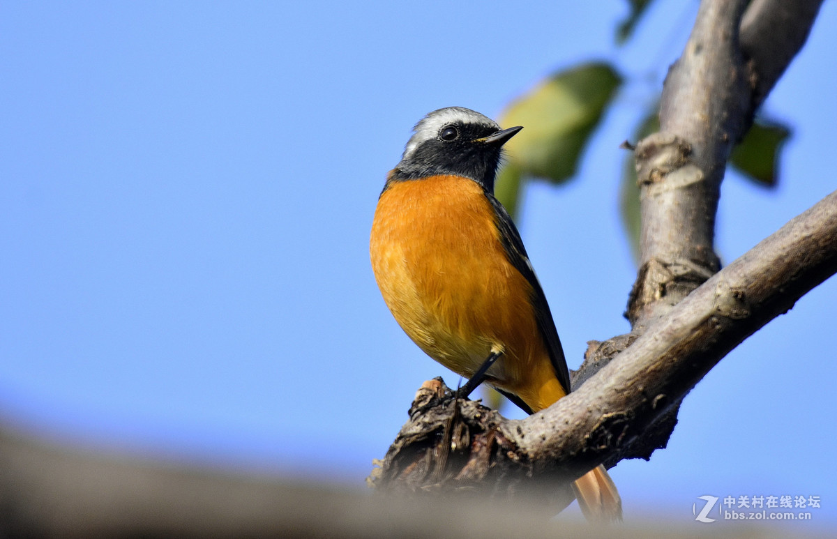鸟们该去南方了，还没能拍到一张满意的鸟片。