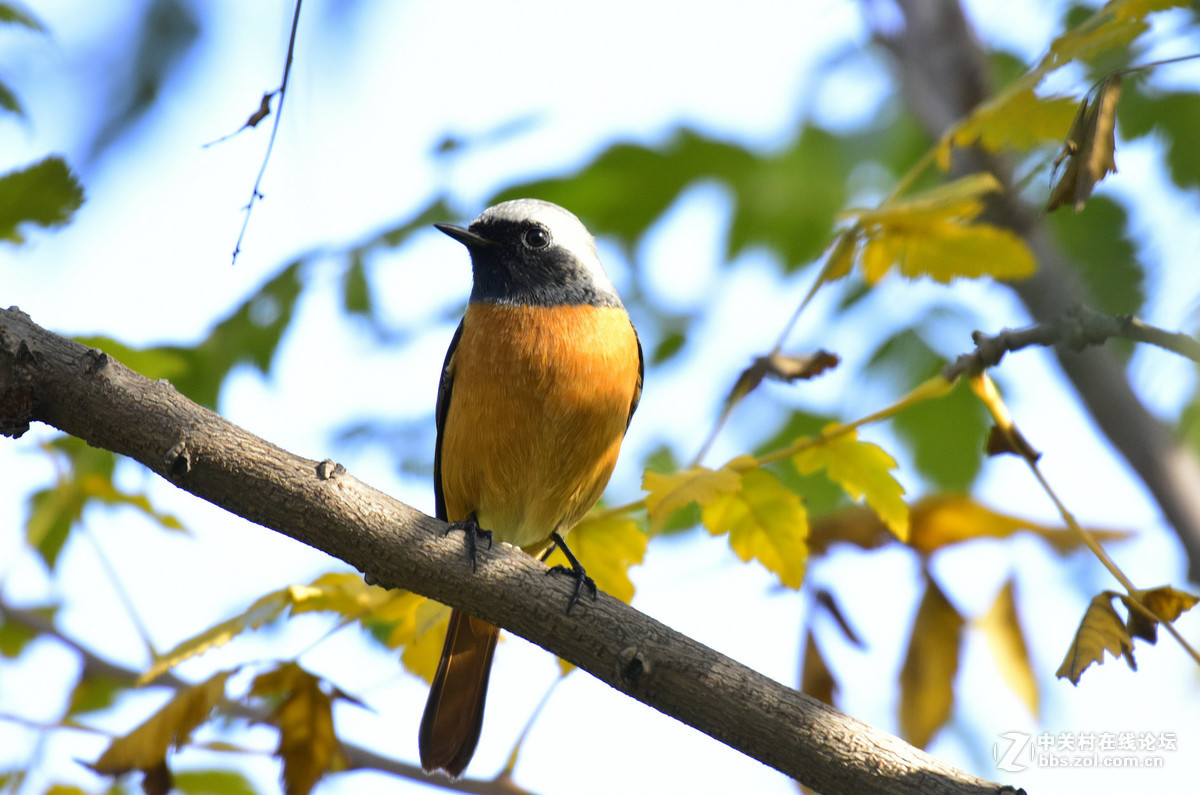 鸟们该去南方了，还没能拍到一张满意的鸟片。
