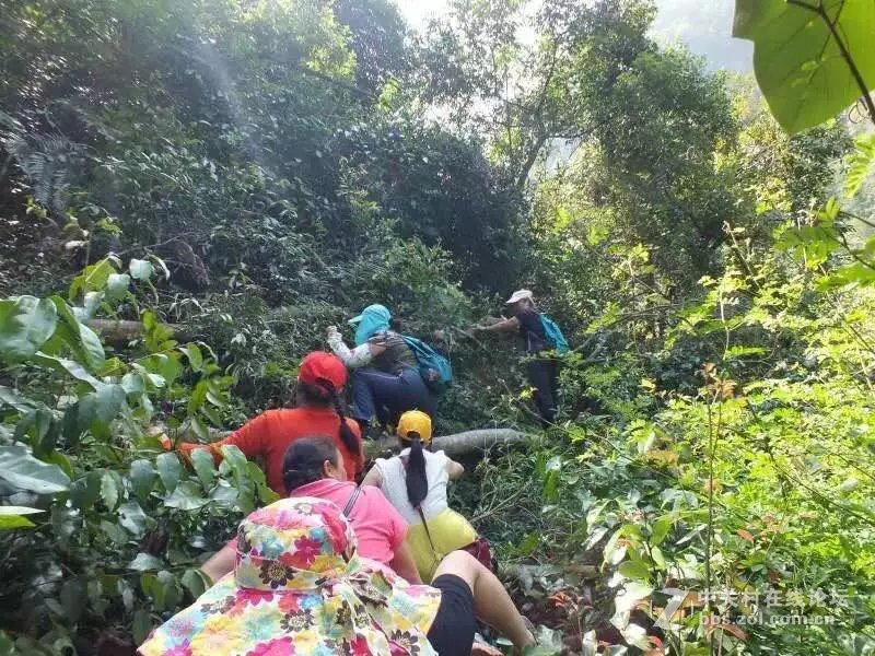 山奇水秀物稀的大山深处-颐乡缘茶业-寻茶之旅。