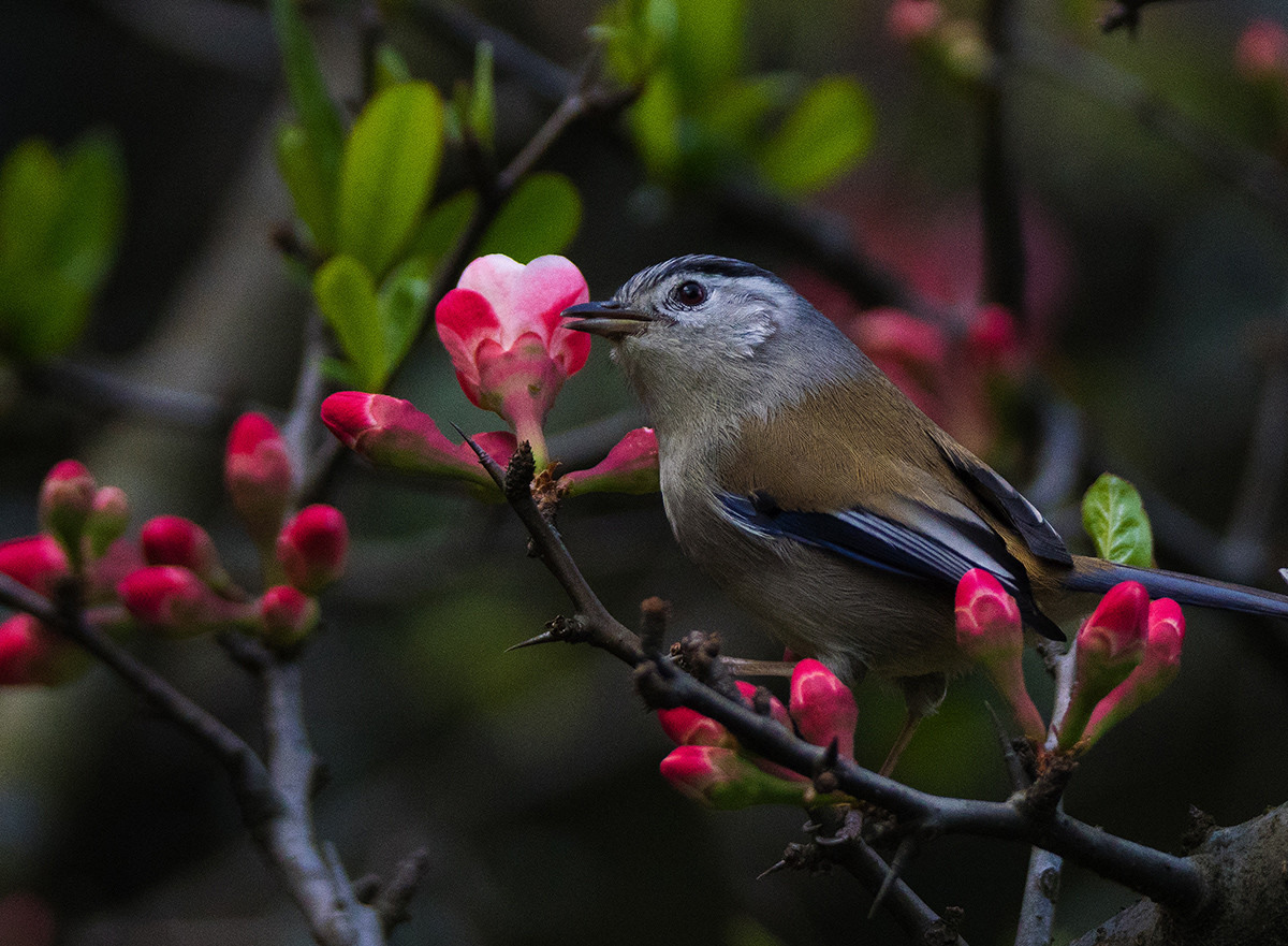花鸟图：蓝翅希鹛