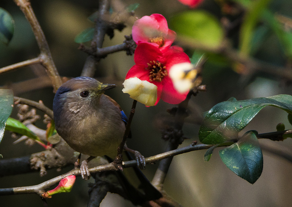 花鸟图：蓝翅希鹛