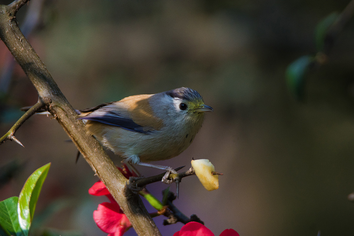 花鸟图：蓝翅希鹛