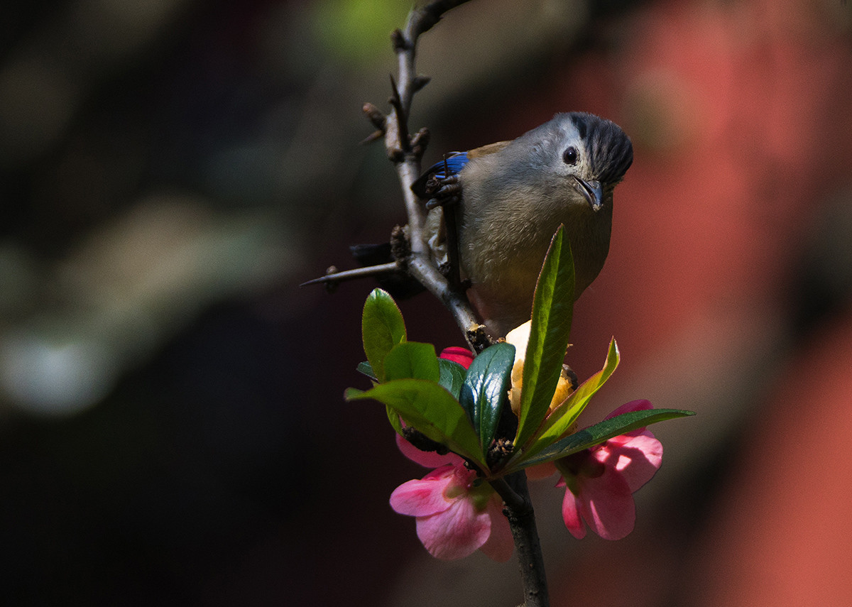 花鸟图：蓝翅希鹛