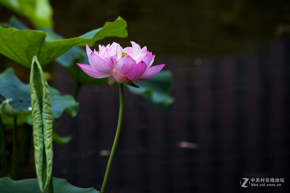 #佳能月赛-人与自然#--含苞待放