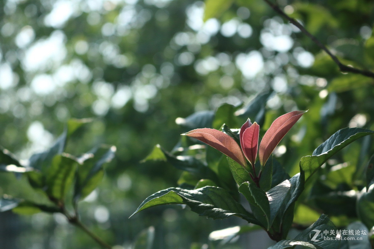 #佳能月赛-人间四月天#春日阳光正好，心情亦正好