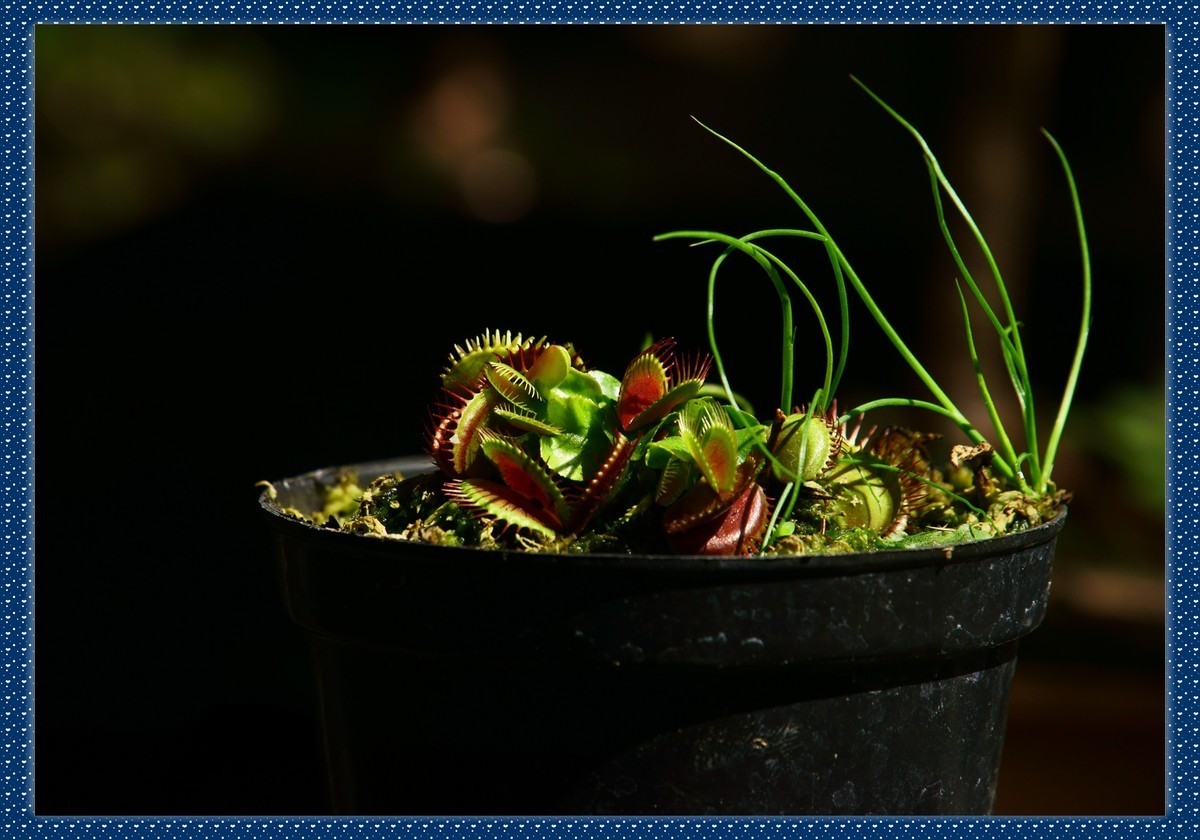 捕蝇草——瓶子草