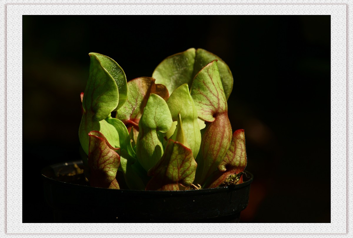 捕蝇草——瓶子草