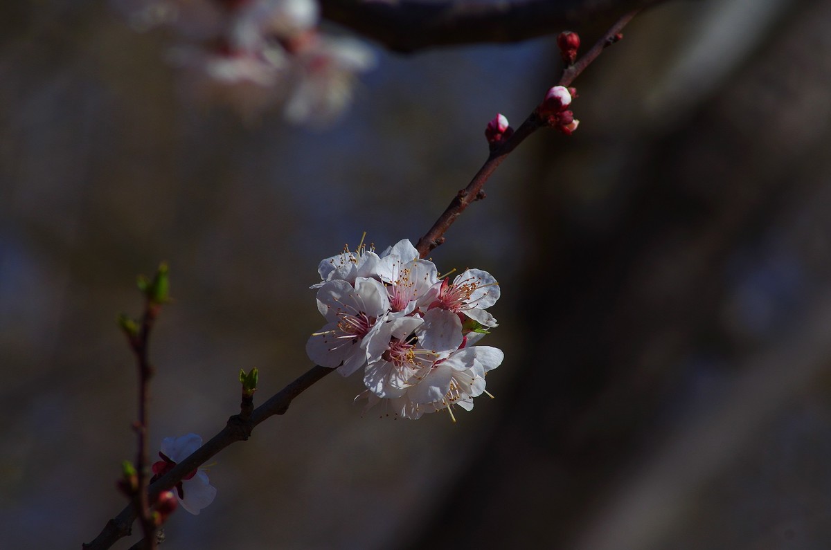 K50+图丽80-200 2.8试机