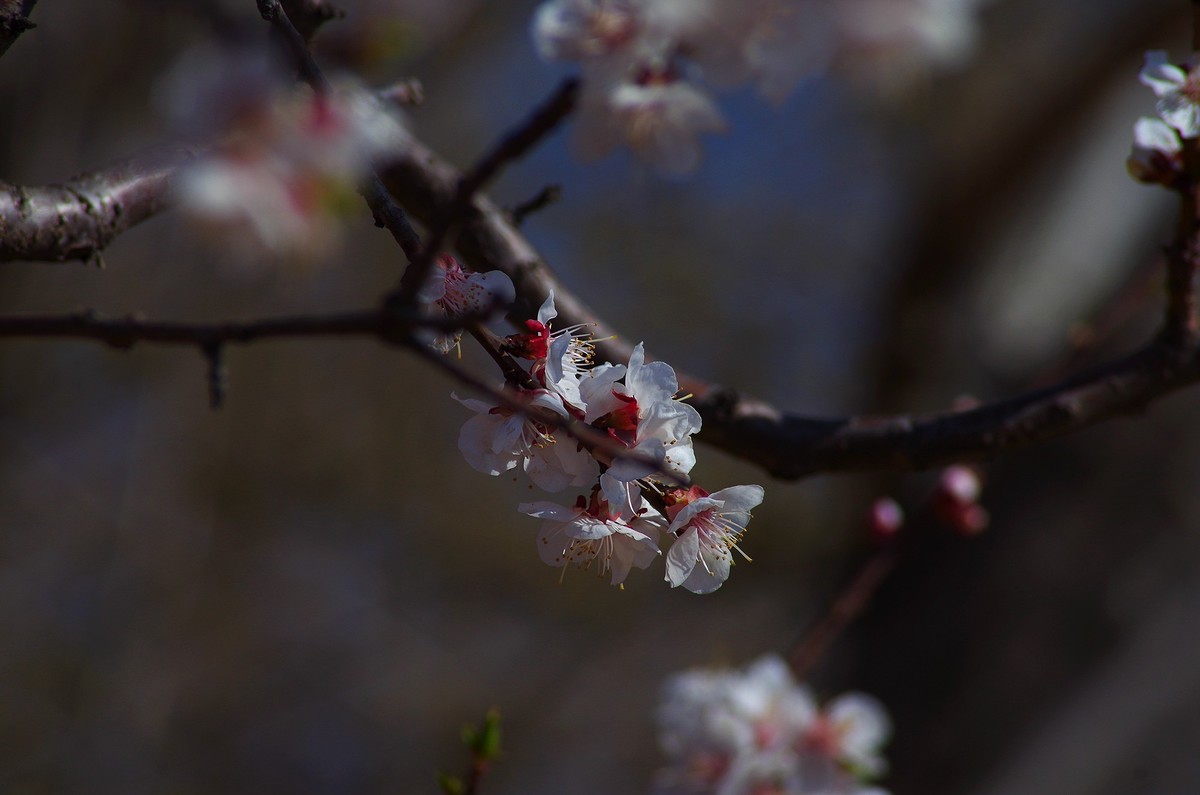 K50+图丽80-200 2.8试机