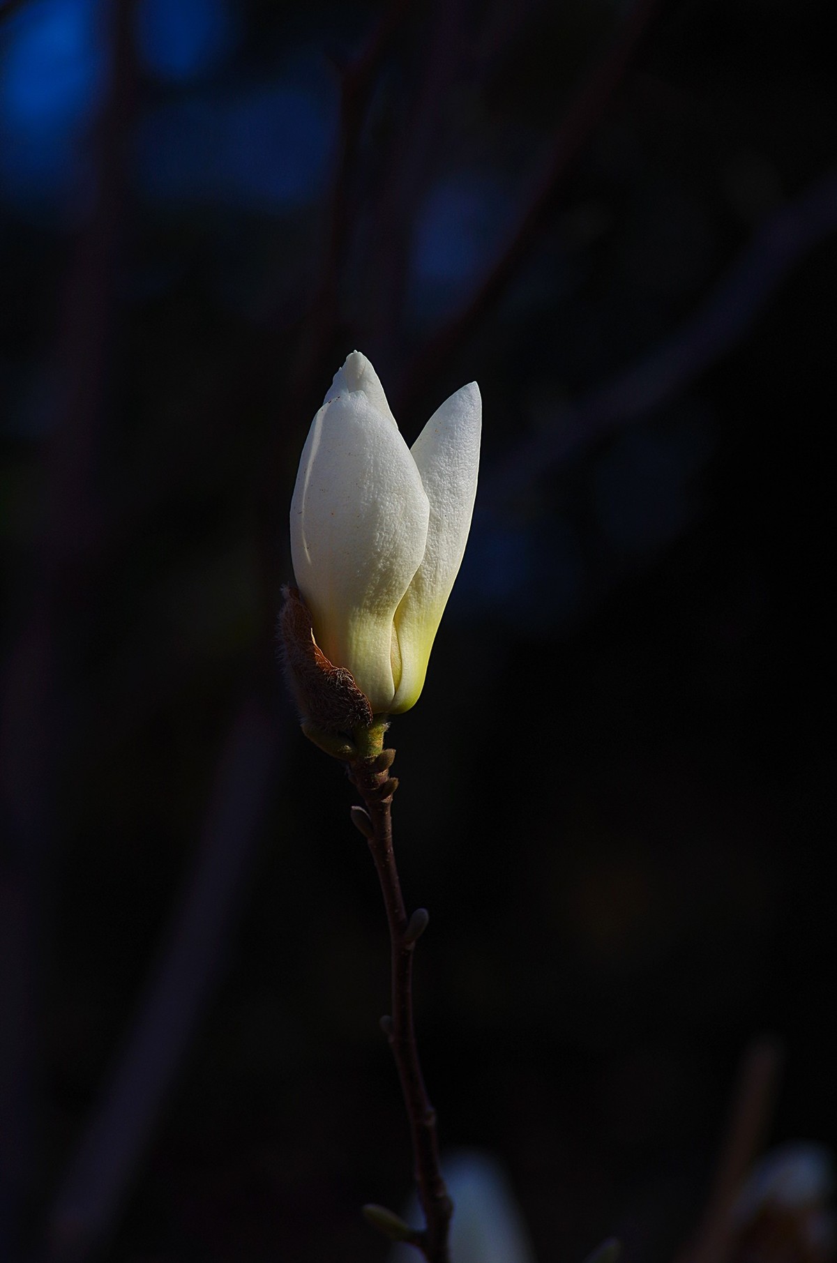 K50+图丽80-200 2.8试机