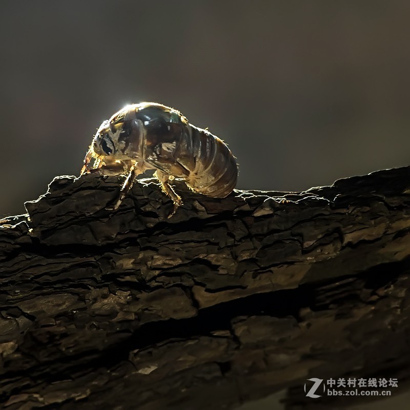 夏蝉