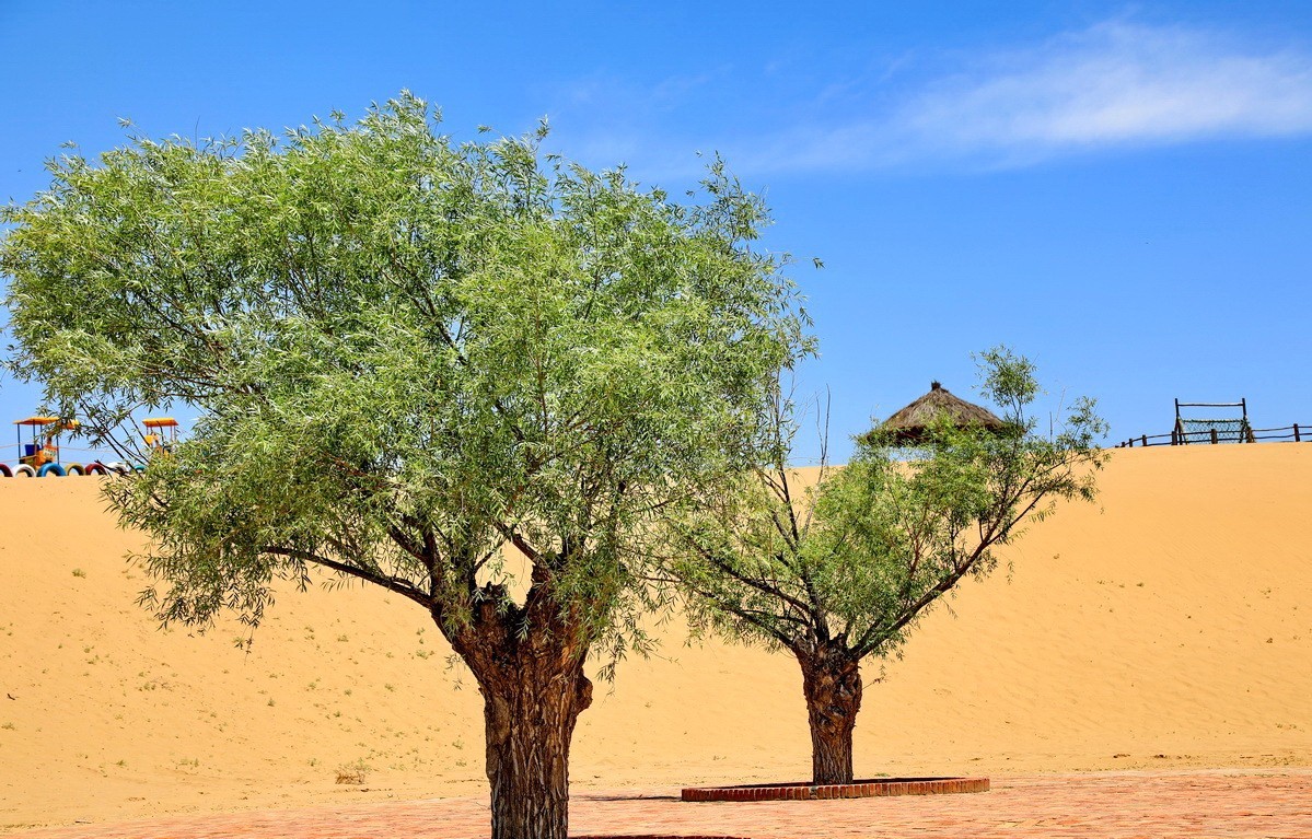 黄河古渡码头故址