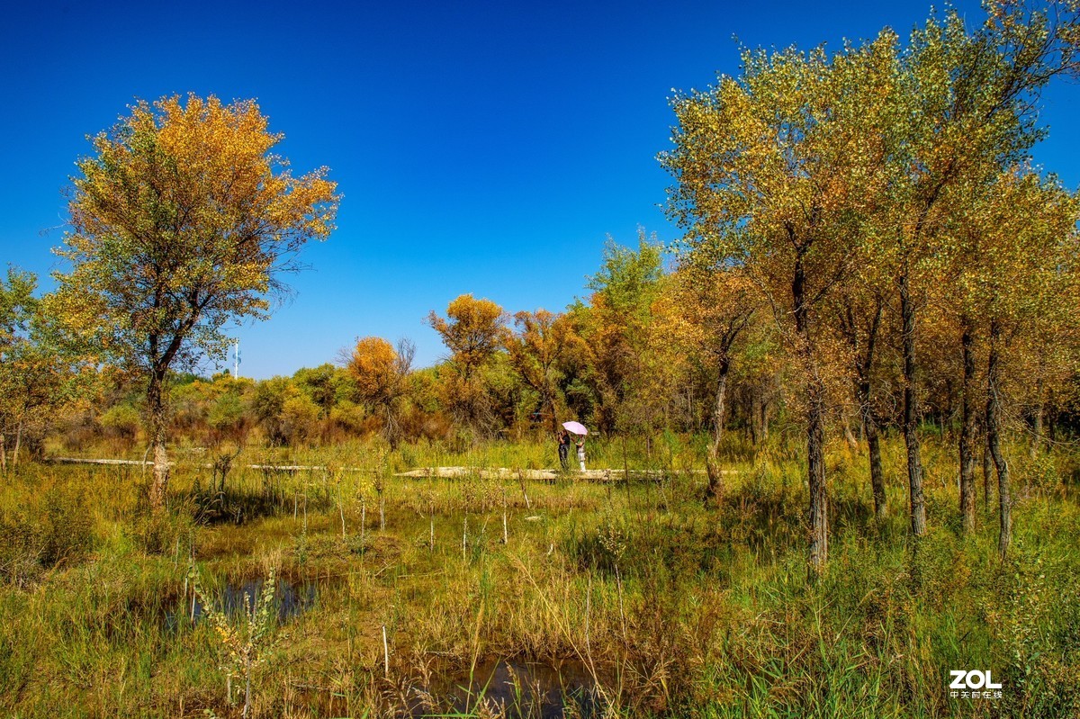新疆泽普县金胡杨公园拍摄