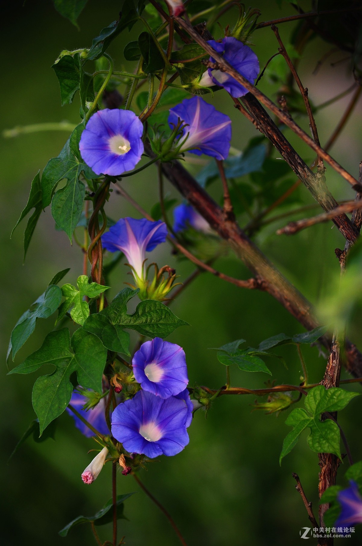牵牛花-中关村在线摄影论坛