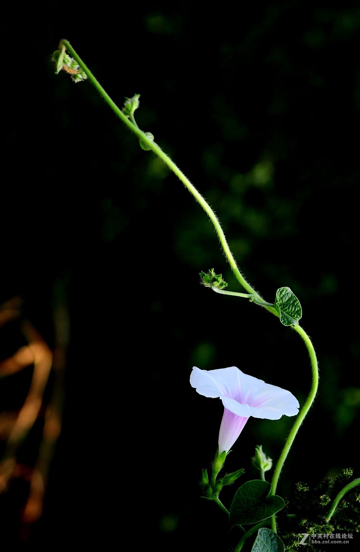 牵牛花