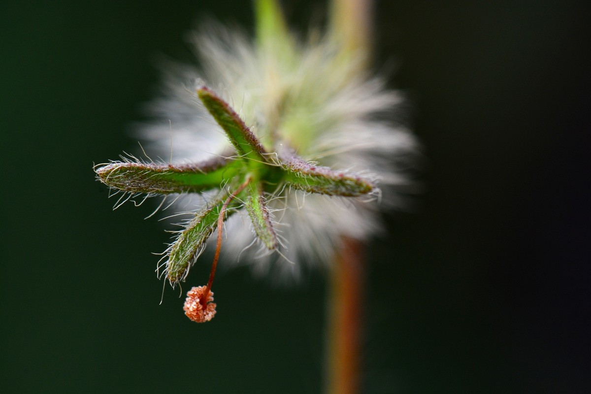 牵牛花枯萎的样子图片