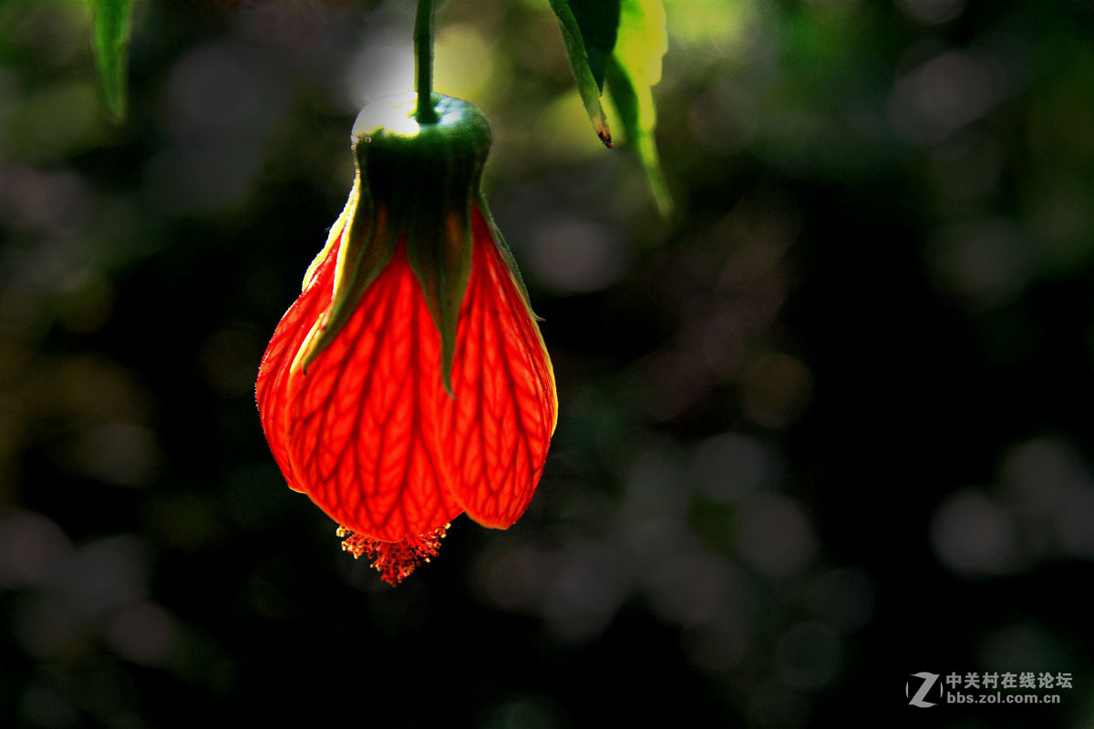 纹瓣悬铃花中篇