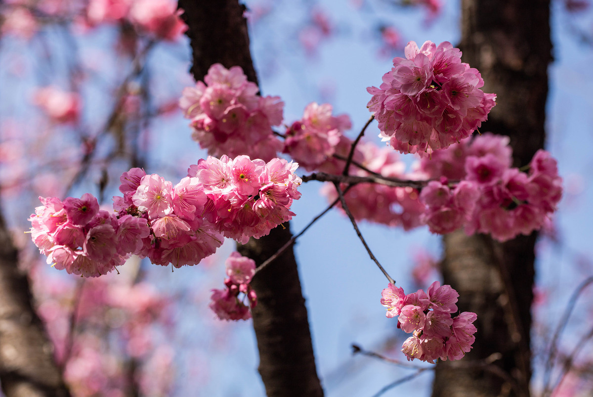垂丝海棠和樱花