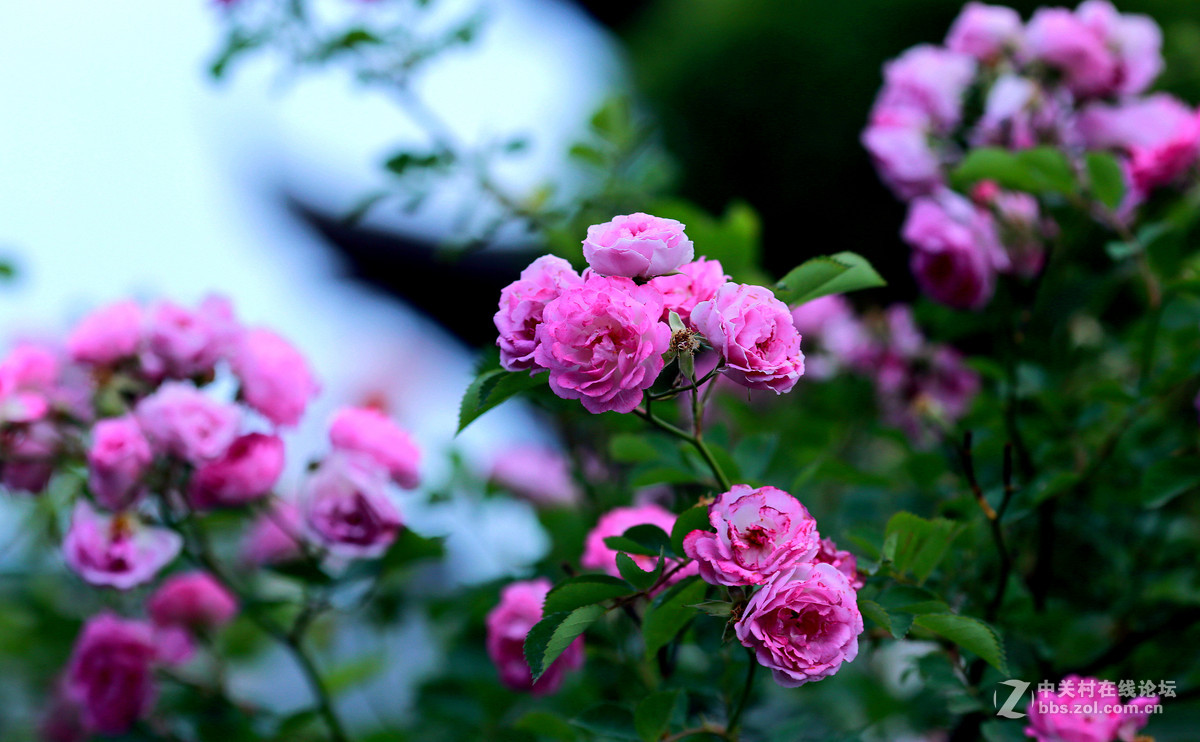 135L新人拍的花草，镜头真好，值得拥有。