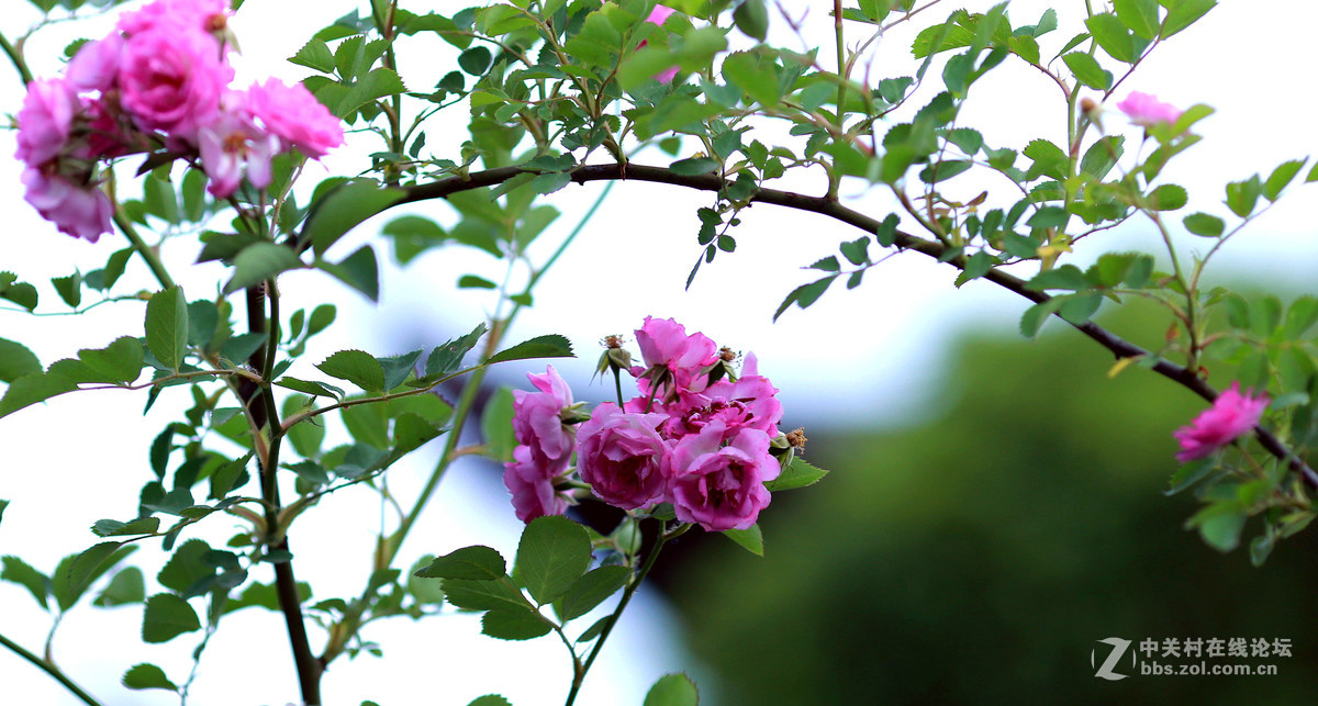 135L新人拍的花草，镜头真好，值得拥有。