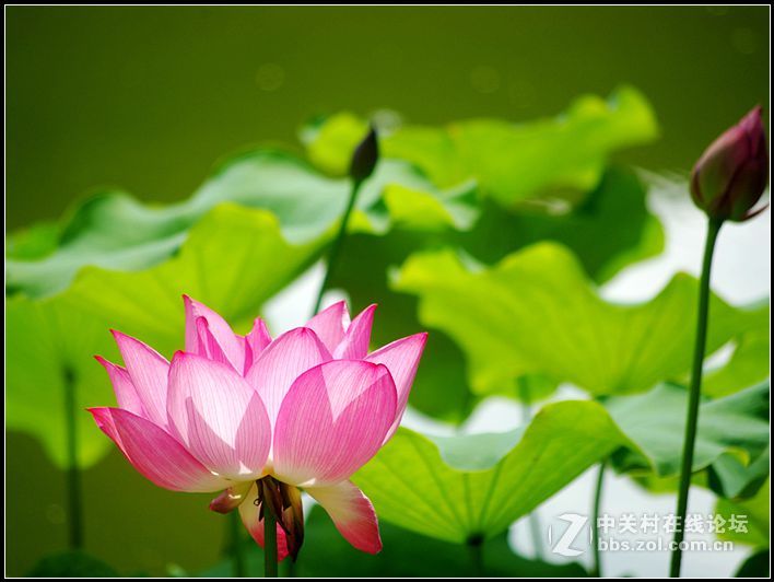 新荷