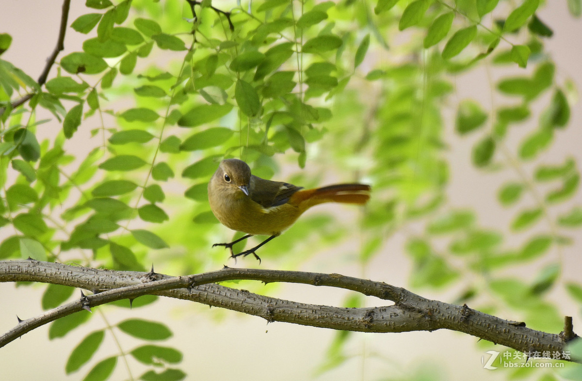 鸟们该去南方了，还没能拍到一张满意的鸟片。