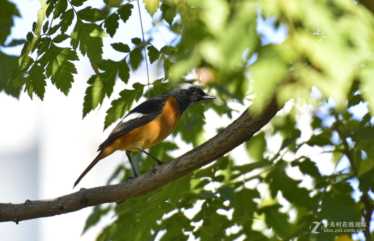 鸟们该去南方了，还没能拍到一张满意的鸟片。