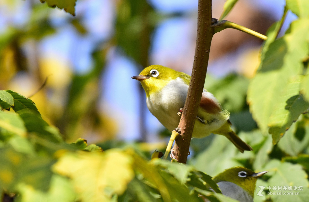 鸟们该去南方了，还没能拍到一张满意的鸟片。