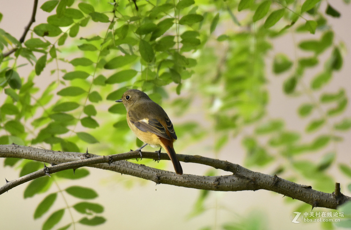 鸟们该去南方了，还没能拍到一张满意的鸟片。