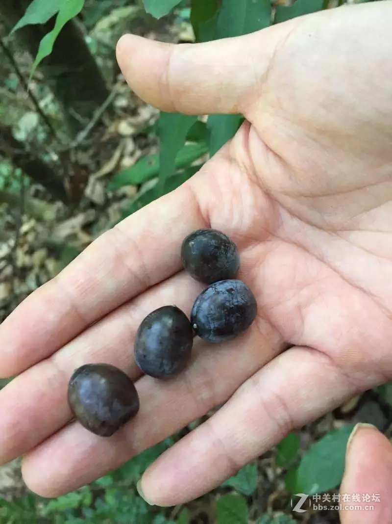 山奇水秀物稀的大山深处-颐乡缘茶业-寻茶之旅。