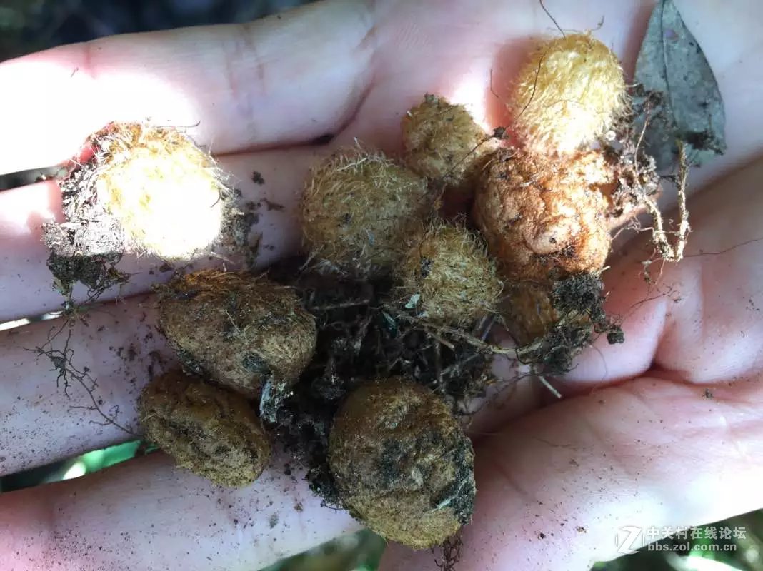 山奇水秀物稀的大山深处-颐乡缘茶业-寻茶之旅。