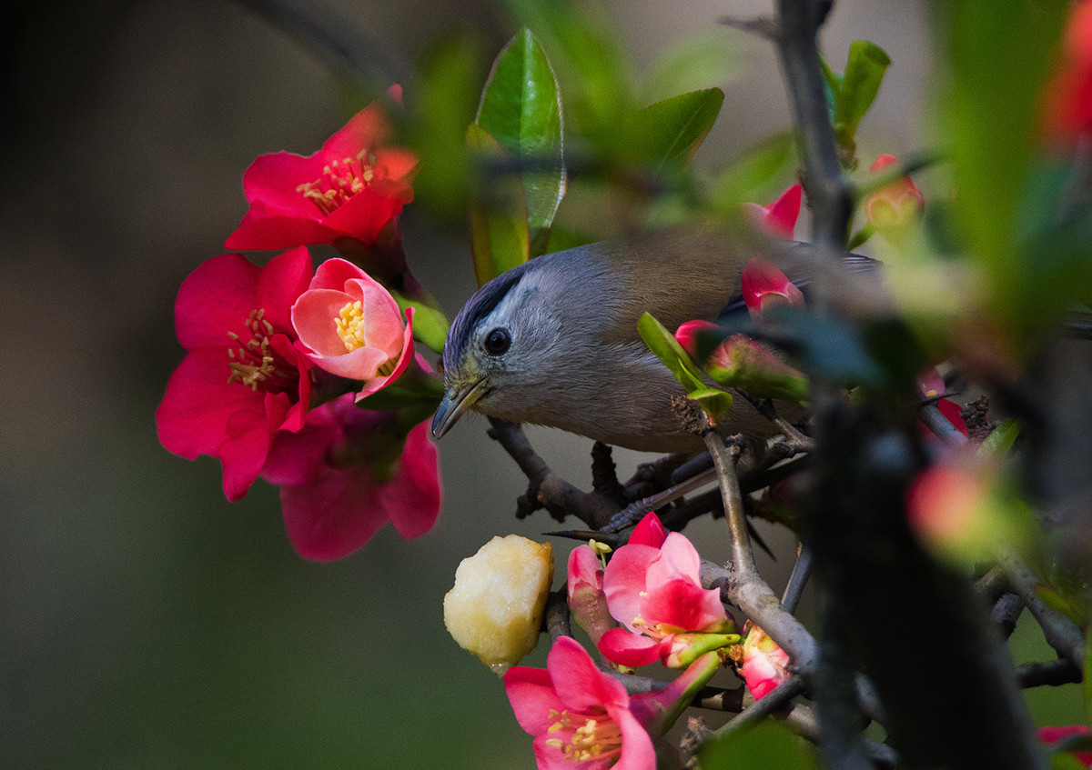 花鸟图：蓝翅希鹛