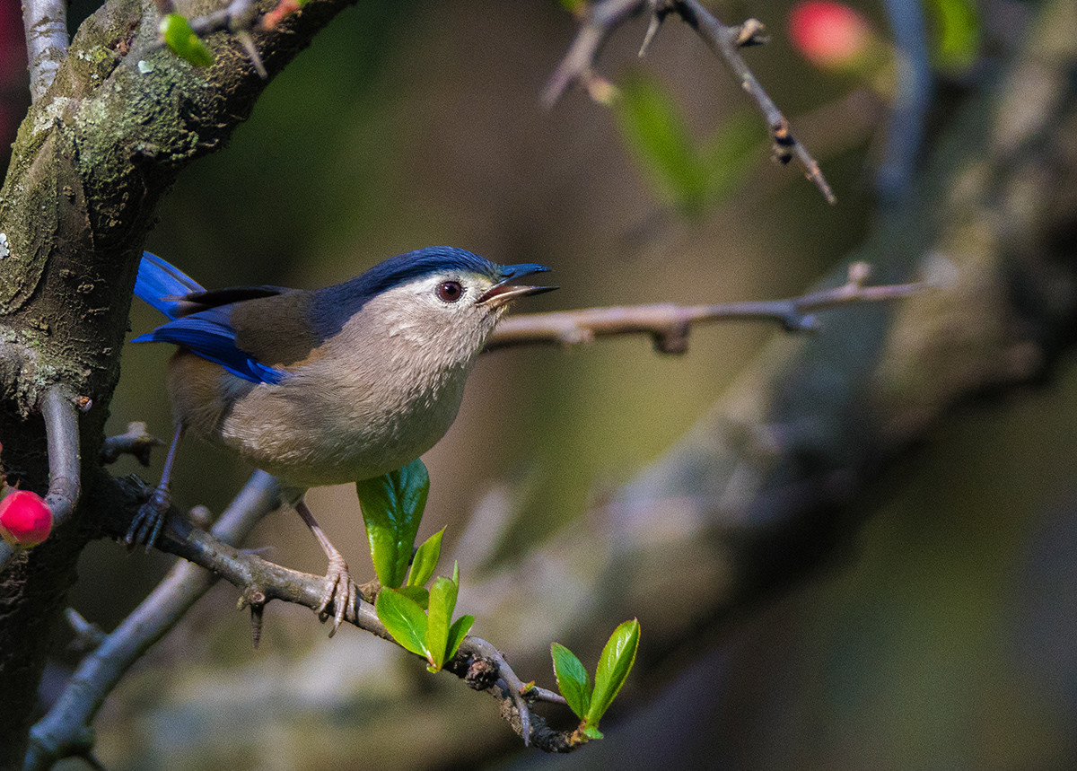 花鸟图：蓝翅希鹛