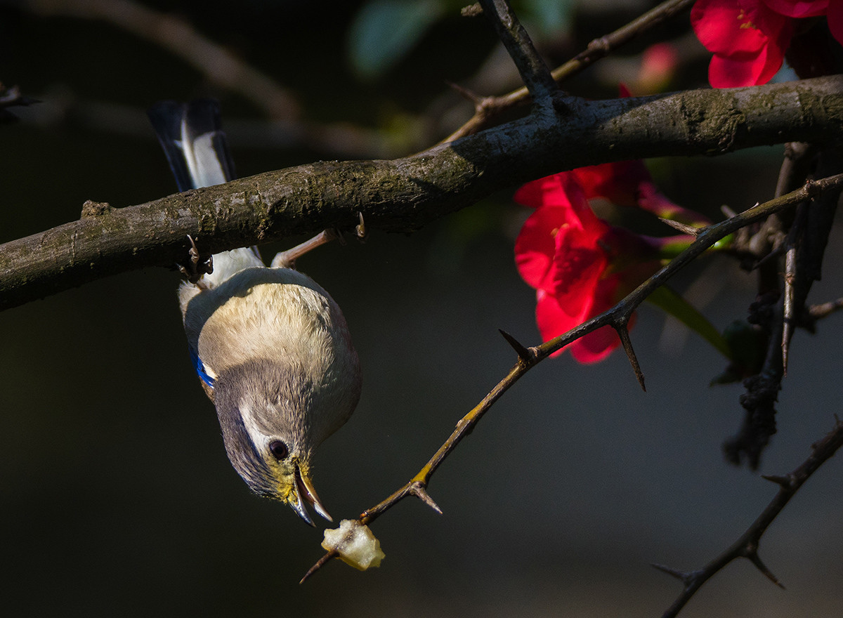 花鸟图：蓝翅希鹛