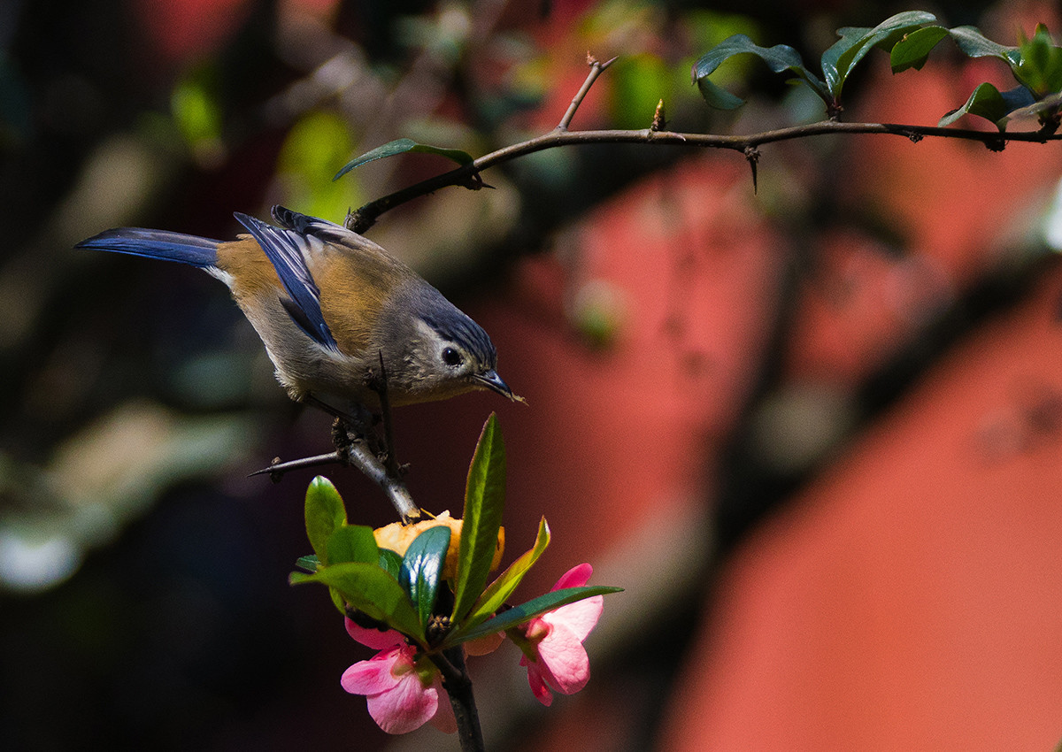 花鸟图：蓝翅希鹛