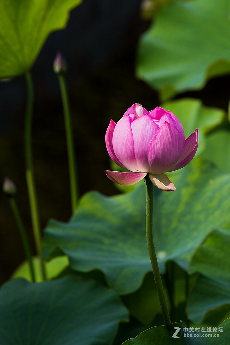 #佳能月赛-人与自然#--含苞待放