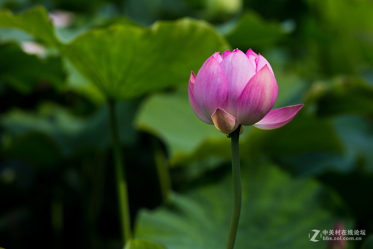 #佳能月赛-人与自然#--含苞待放