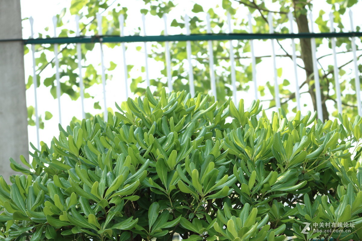 #佳能月赛-人间四月天#春日阳光正好，心情亦正好