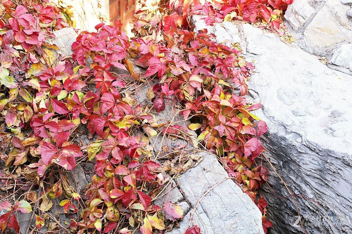 爬山虎一年四季的图片(爬山虎植物一年四季的变化)