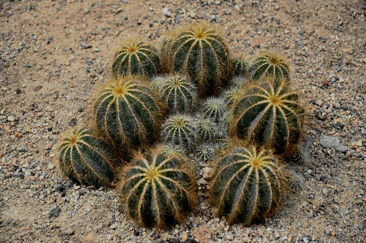沙漠植物
