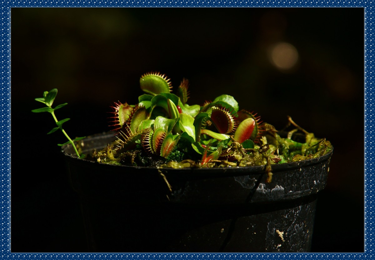 捕蝇草——瓶子草