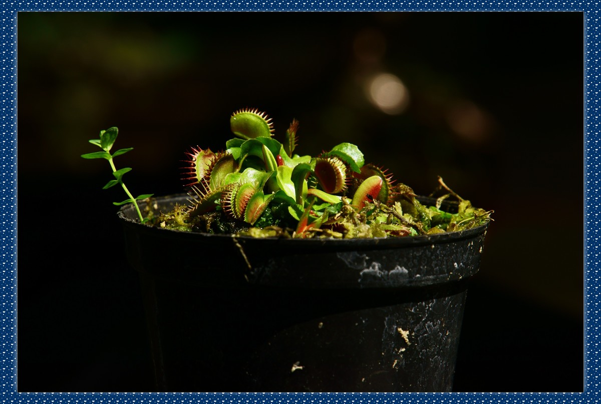 捕蝇草——瓶子草