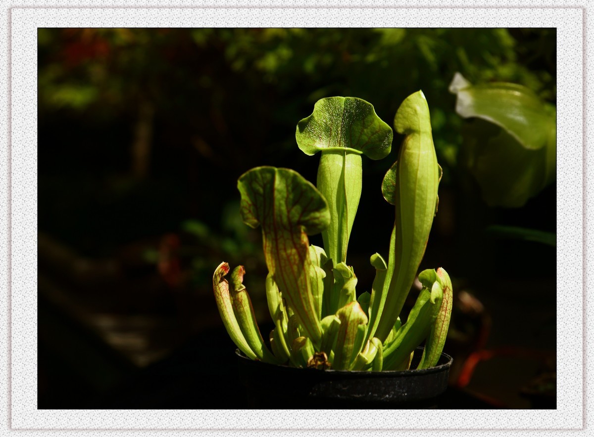 捕蝇草——瓶子草