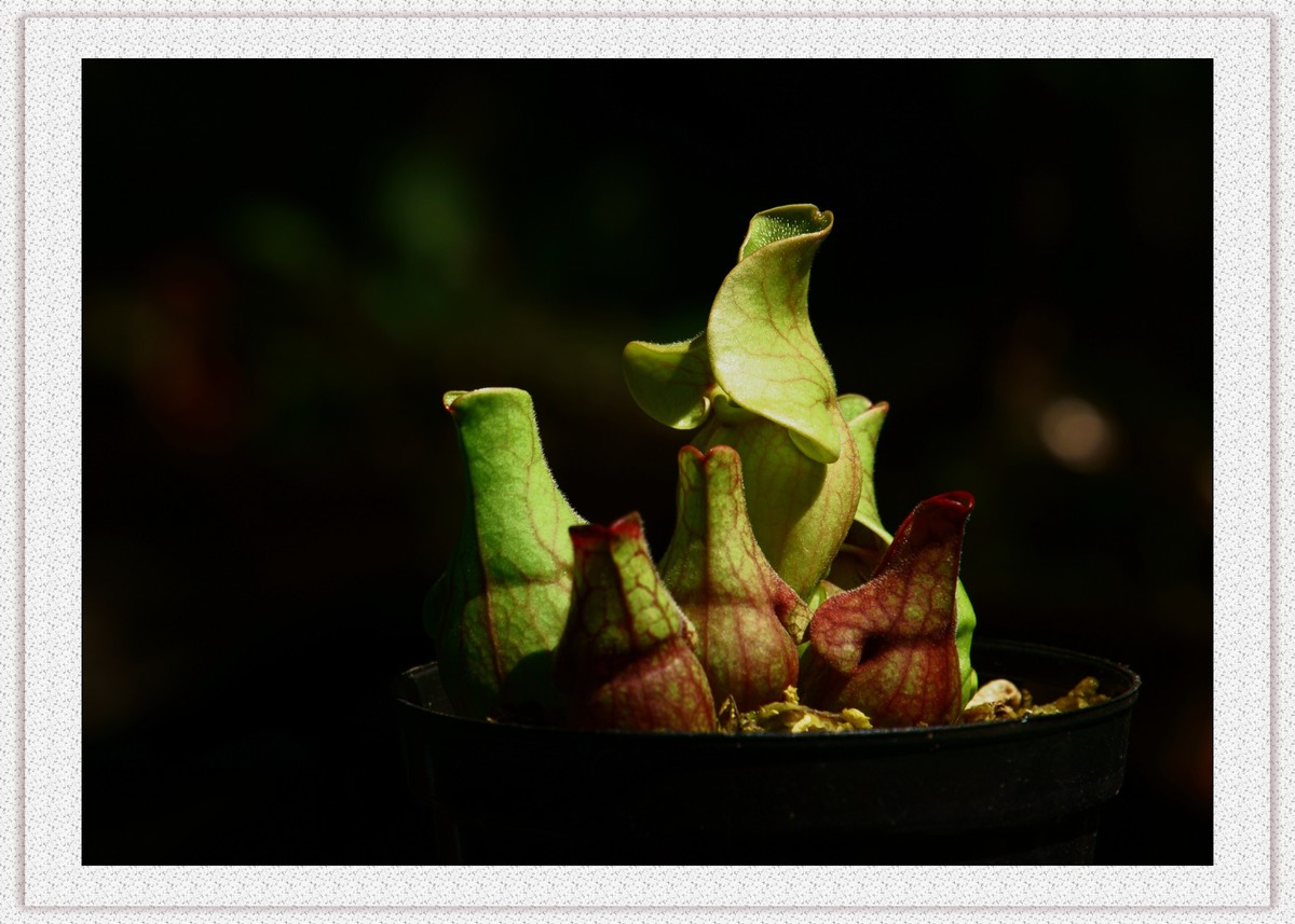 捕蝇草——瓶子草