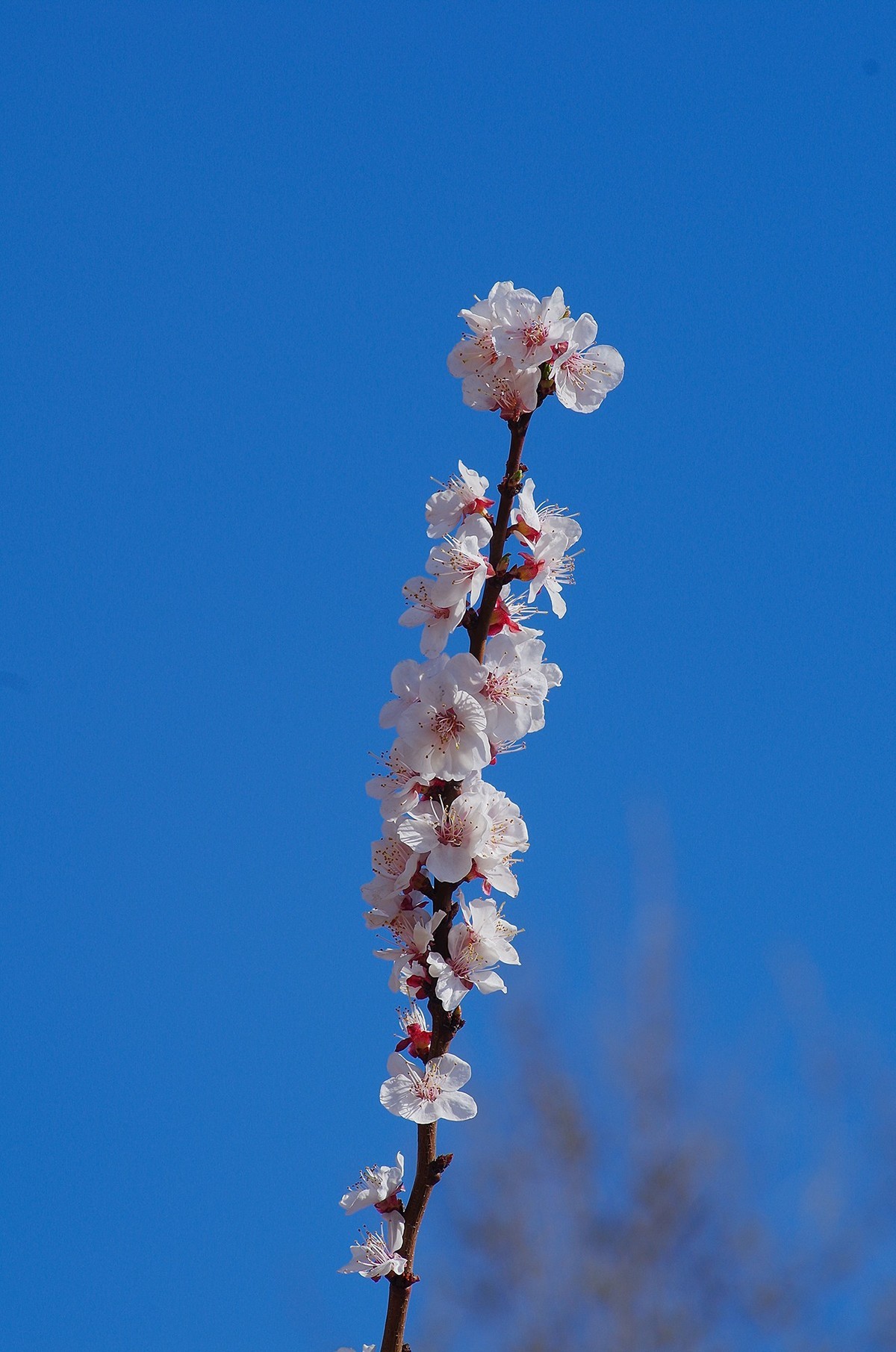 K50+图丽80-200 2.8试机