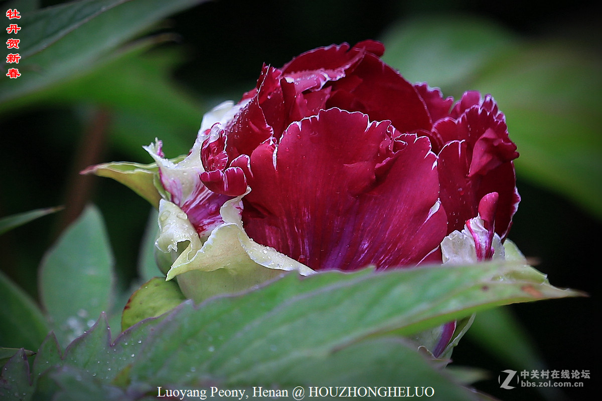 洛阳牡丹贺新春