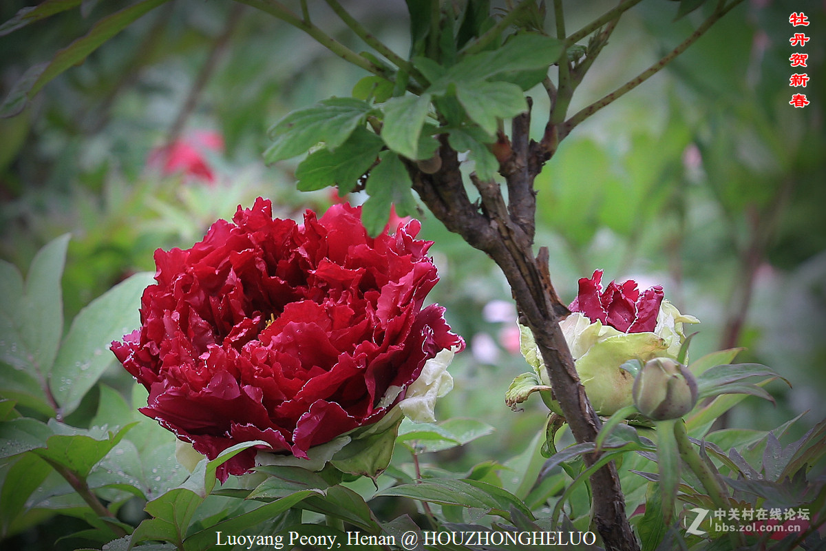洛阳牡丹贺新春