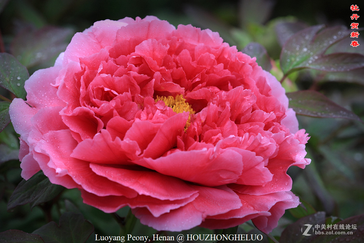 洛阳牡丹贺新春